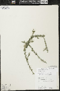 Elodea canadensis image