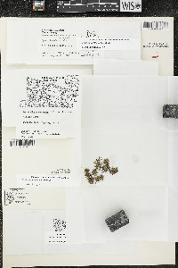 Elodea canadensis image