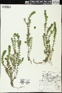 Elodea canadensis image