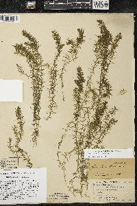 Elodea canadensis image