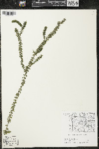 Elodea canadensis image