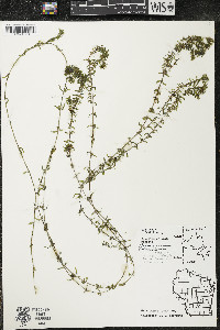 Elodea canadensis image