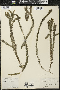 Elodea canadensis image