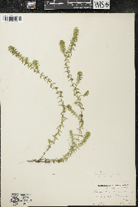 Elodea canadensis image