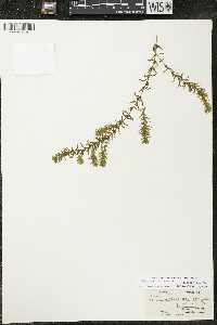 Elodea canadensis image