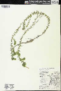 Elodea canadensis image