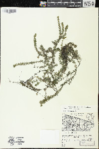 Elodea canadensis image