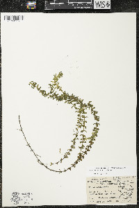 Elodea canadensis image