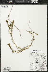 Elodea canadensis image