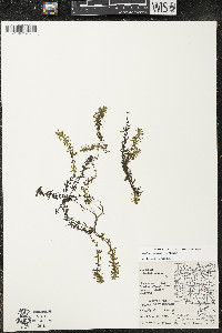 Elodea canadensis image