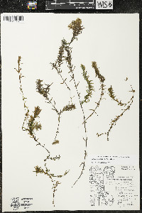 Elodea canadensis image
