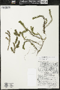 Elodea canadensis image
