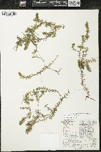 Elodea canadensis image