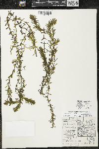 Elodea canadensis image