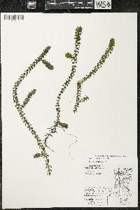 Elodea canadensis image