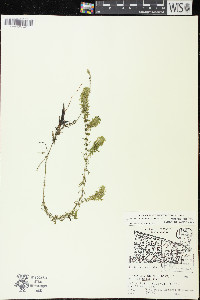 Elodea canadensis image