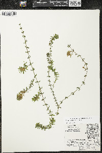 Elodea canadensis image