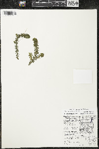 Elodea canadensis image