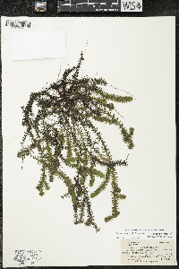 Elodea canadensis image