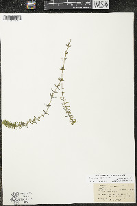 Elodea canadensis image