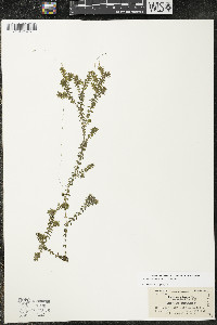 Elodea canadensis image