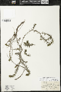 Elodea canadensis image