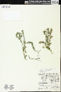 Elodea canadensis image