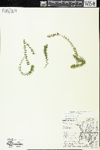 Elodea canadensis image