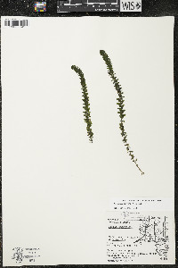 Elodea canadensis image