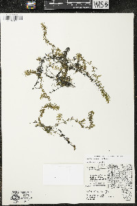 Elodea canadensis image