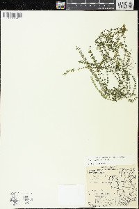 Elodea canadensis image