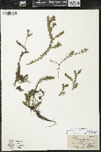 Elodea canadensis image