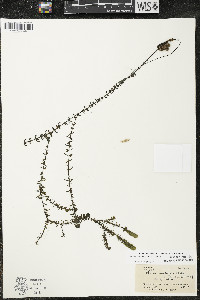 Elodea canadensis image