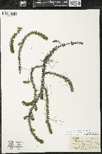 Elodea canadensis image