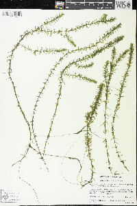 Elodea nuttallii image