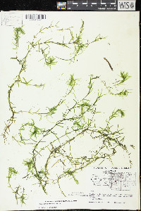 Elodea canadensis image