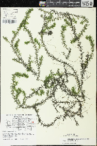 Elodea canadensis image