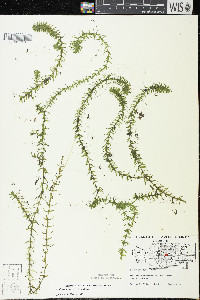 Elodea canadensis image