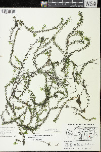 Elodea canadensis image
