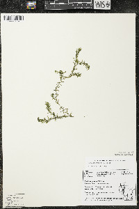 Elodea canadensis image