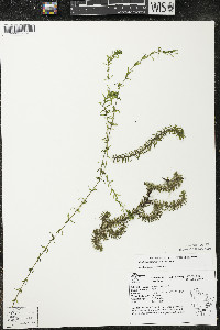 Elodea canadensis image