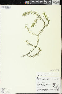 Elodea canadensis image