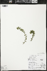 Elodea canadensis image