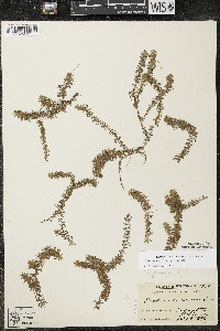 Elodea canadensis image