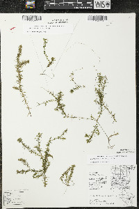 Elodea canadensis image