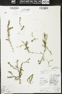 Elodea nuttallii image