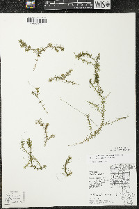 Elodea nuttallii image