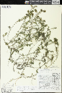 Elodea nuttallii image