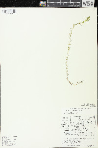 Elodea nuttallii image