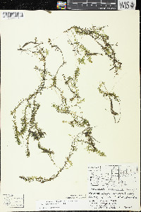 Elodea nuttallii image